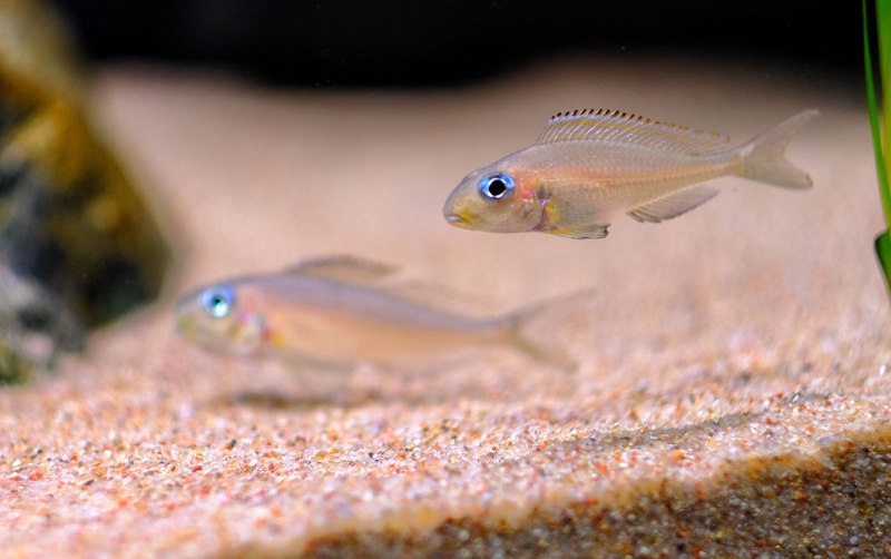 Xenotilapia nasus 'Chituta Bay'